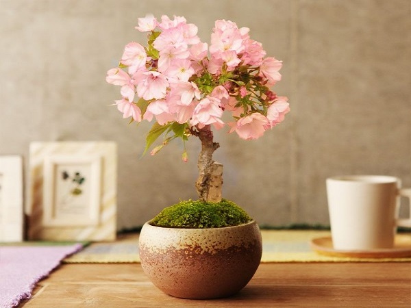10 Cây cảnh bonsai đẹp nhất và cách chăm sóc cây bonsai đúng kỹ thuật - 6