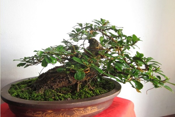 10 Cây cảnh bonsai đẹp nhất và cách chăm sóc cây bonsai đúng kỹ thuật - 1