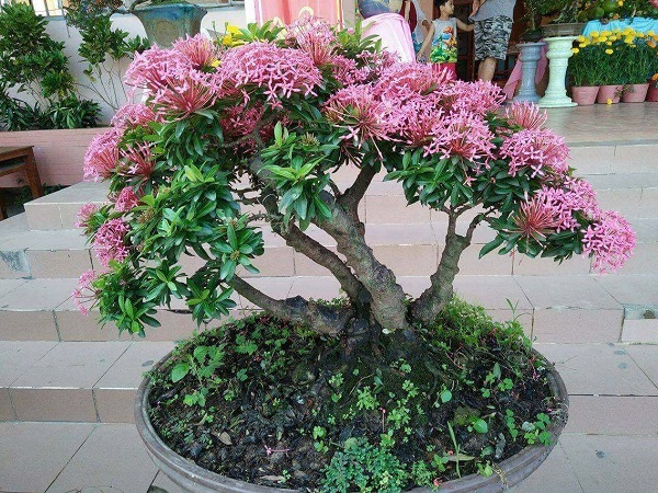10 Cây cảnh bonsai đẹp nhất và cách chăm sóc cây bonsai đúng kỹ thuật - 11