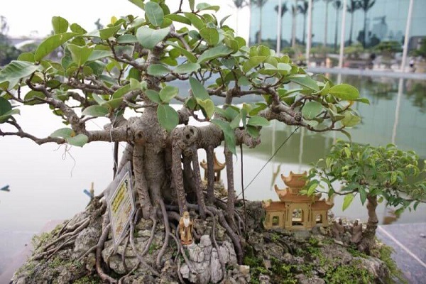10 Cây cảnh bonsai đẹp nhất và cách chăm sóc cây bonsai đúng kỹ thuật - 4