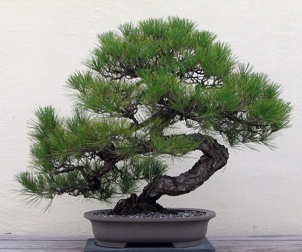 10 Cây cảnh bonsai đẹp nhất và cách chăm sóc cây bonsai đúng kỹ thuật - 5