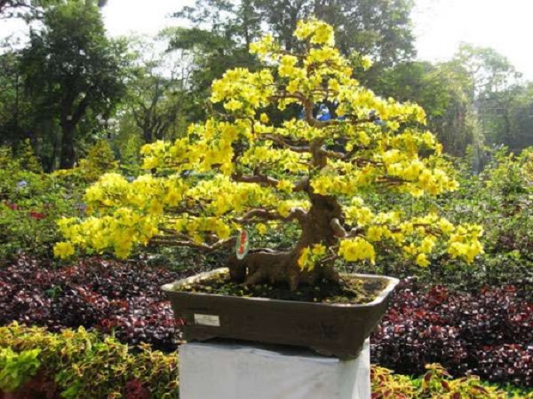 10 Cây cảnh bonsai đẹp nhất và cách chăm sóc cây bonsai đúng kỹ thuật - 12