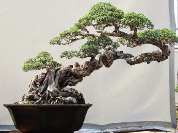 10 Cây cảnh bonsai đẹp nhất và cách chăm sóc cây bonsai đúng kỹ thuật - 13