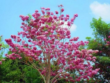 7 cây bóng mát nên trồng trước nhà, dễ trồng và chăm sóc hiện nay - Vimarsana News