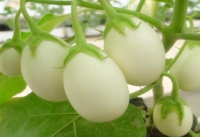 Loại cây có quả trắng muốt to như trứng gà, trồng theo cách này 1 cây hái được 2 kg - 1