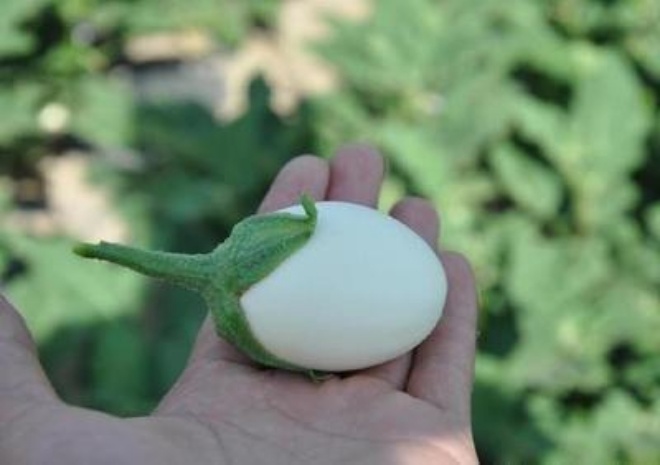 Loại cây có quả trắng muốt to như trứng gà, trồng theo cách này 1 cây hái được 2 kg - 5