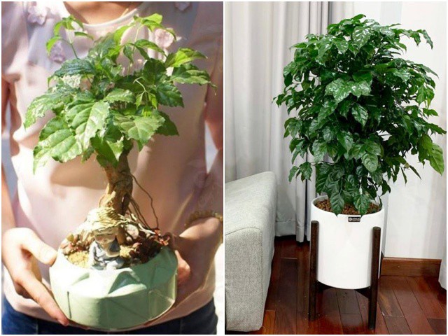 Loại cây này có tên nghe thôi đã hạnh phúc, giúp tăng vận khí cho người trong nhà