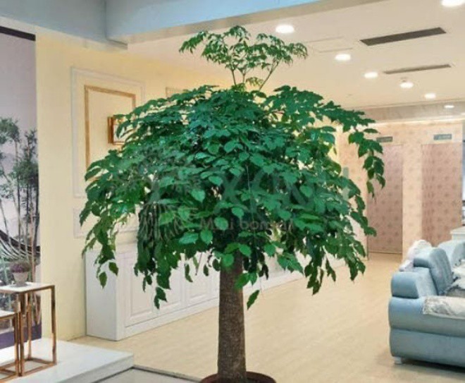 Loại cây này có tên nghe thôi đã hạnh phúc, giúp tăng vận khí cho người trong nhà - 3