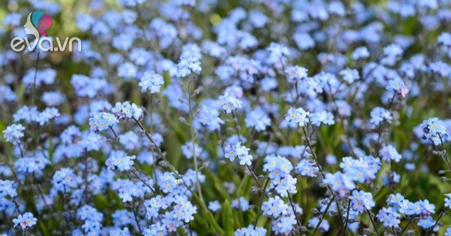 Read more about the article Hoa lưu ly tím: Ý nghĩa, cách trồng và chăm sóc loài hoa rất đặc biệt