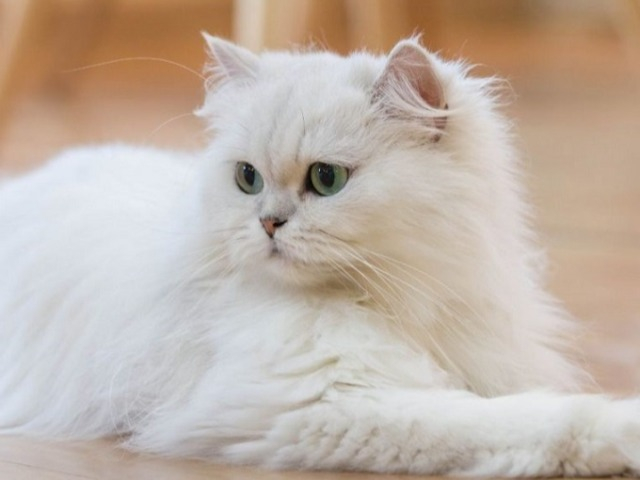 10 sự thật thú vị về mèo Ba Tư khiến bất kỳ ai cũng muốn nuôi
