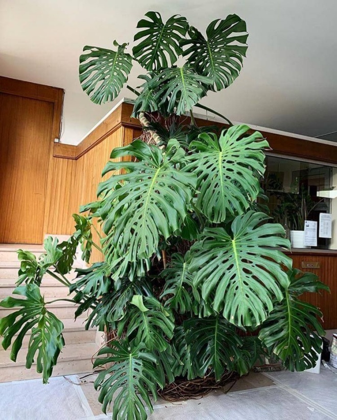 2 loại cây xanh này có thể cao tới 2m, trồng một chậu trong nhà thay máy lọc không khí - 4