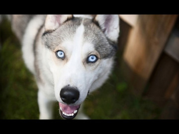 Chó Husky: Đặc điểm, tính khí và cách nuôi tốt nhất