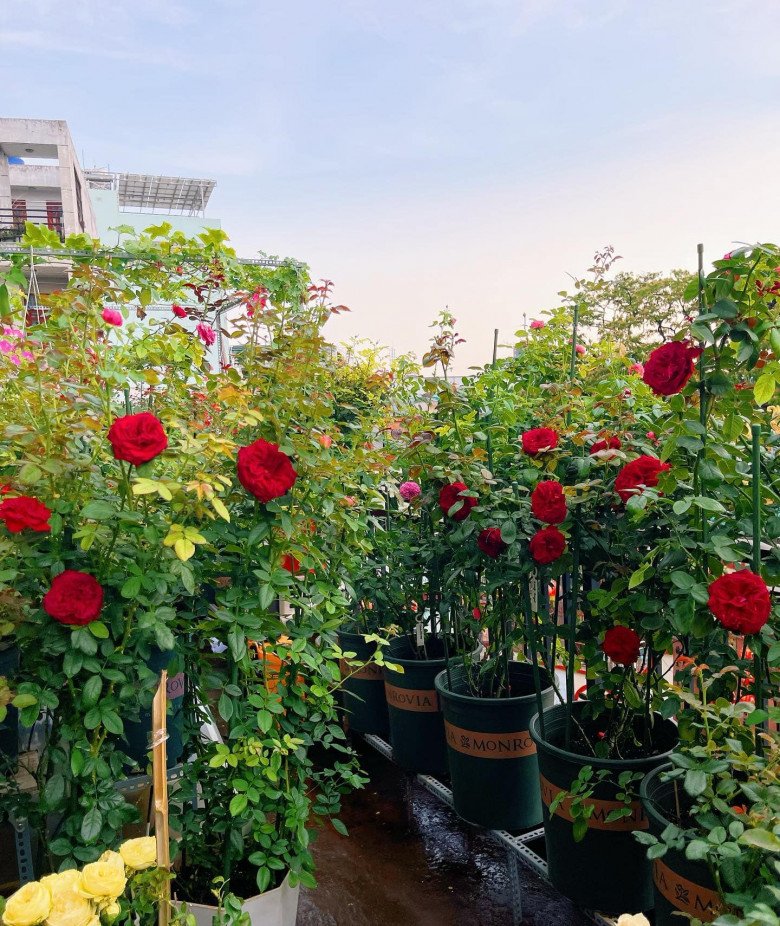 Trai đẹp Sài Gòn trồng hồng ngoại trên sân thượng, được khu vườn ngát hương, hoa cắm không xuể - 1