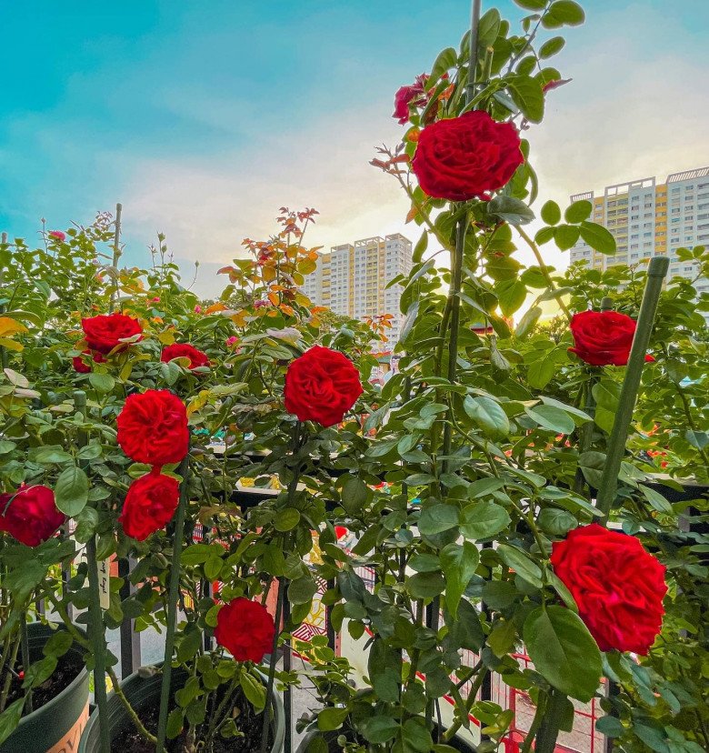 Trai đẹp Sài Gòn trồng hồng ngoại trên sân thượng, được khu vườn ngát hương, hoa cắm không xuể - 6