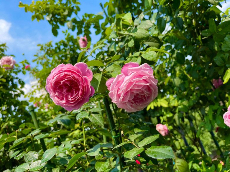 Trai đẹp Sài Gòn trồng hồng ngoại trên sân thượng, được khu vườn ngát hương, hoa cắm không xuể - 8