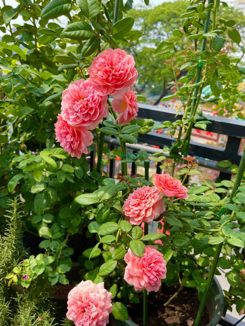 Trai đẹp Sài Gòn trồng hồng ngoại trên sân thượng, được khu vườn ngát hương, hoa cắm không xuể - 7