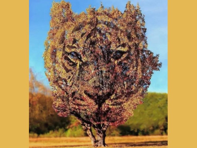 Trắc nghiệm tâm lý: Bạn nhìn thấy cái cây hay con hổ đầu tiên?