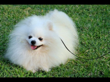 Chó phốc sóc Pomeranian: Nguồn gốc, đặc điểm và những sự thật thú vị