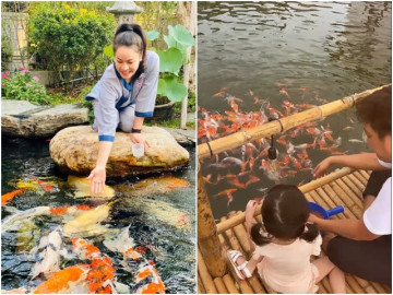 Loạt sao Việt có hồ cá tiền tỷ: Trường Giang xây cho con gái, Nhật Kim Anh chuẩn đại gia