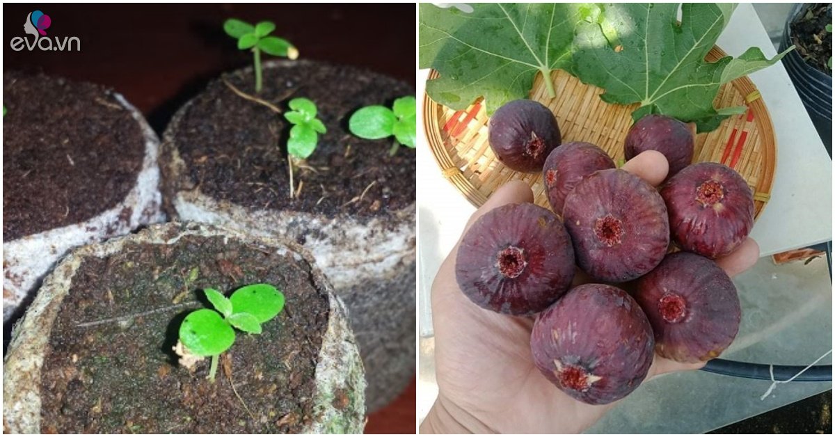 Read more about the article Lấy 1 quả này vùi vào trong đất cũng lớn thành cây con, mỗi mùa cho tới 100 quả