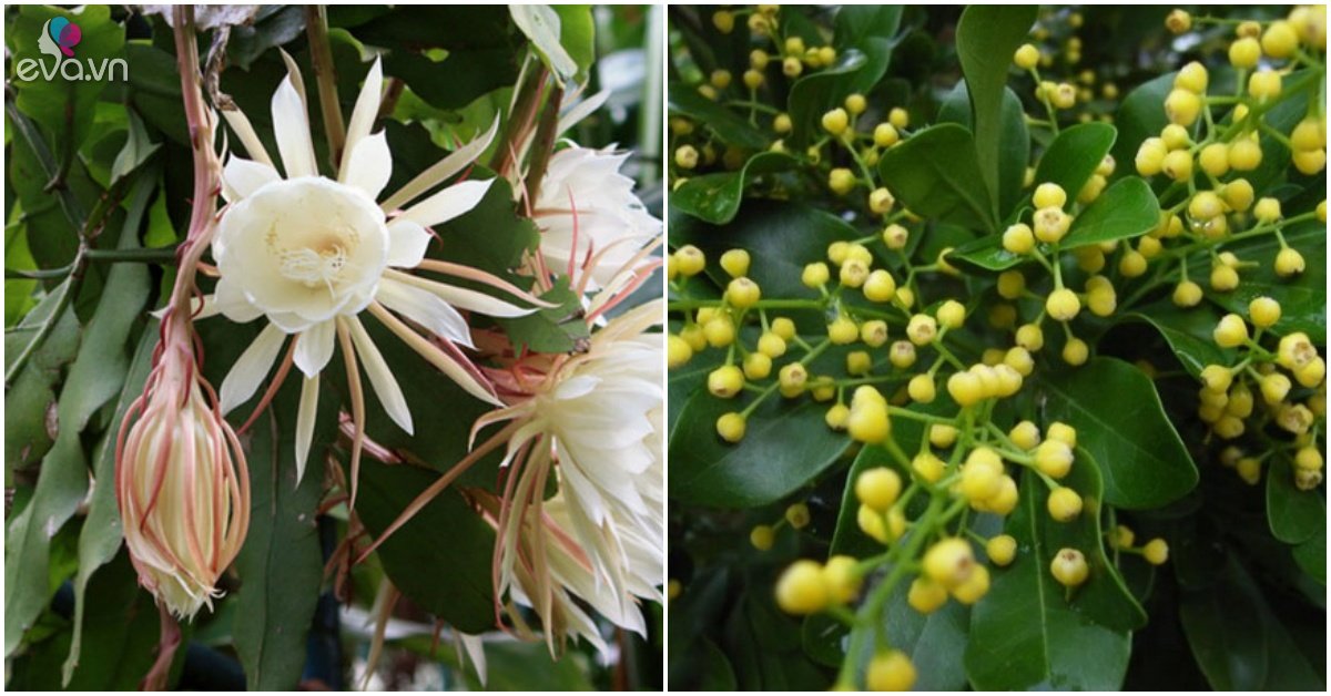 Read more about the article 5 loại hoa thơm có thể nở vào giữa mùa hè, chỉ cần 1 bông tỏa hương thơm khắp nhà