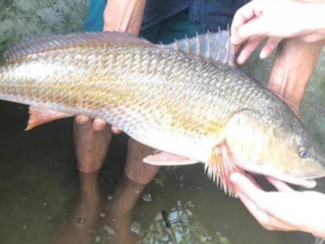 Loài cá có ở Việt Nam, trong ruột chứa một thứ quý như vàng, bắt được một con đủ ăn cả đời