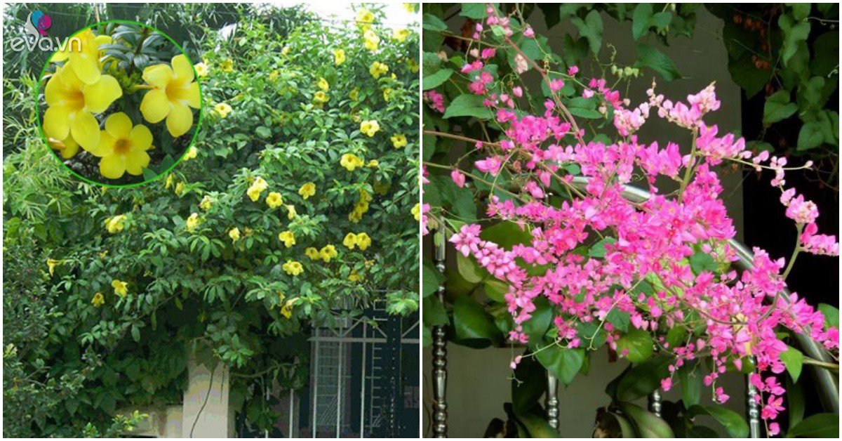 Read more about the article Có sân thì không thể bỏ qua 4 loại cây “leo giàn”, một năm trở thành thảm hoa