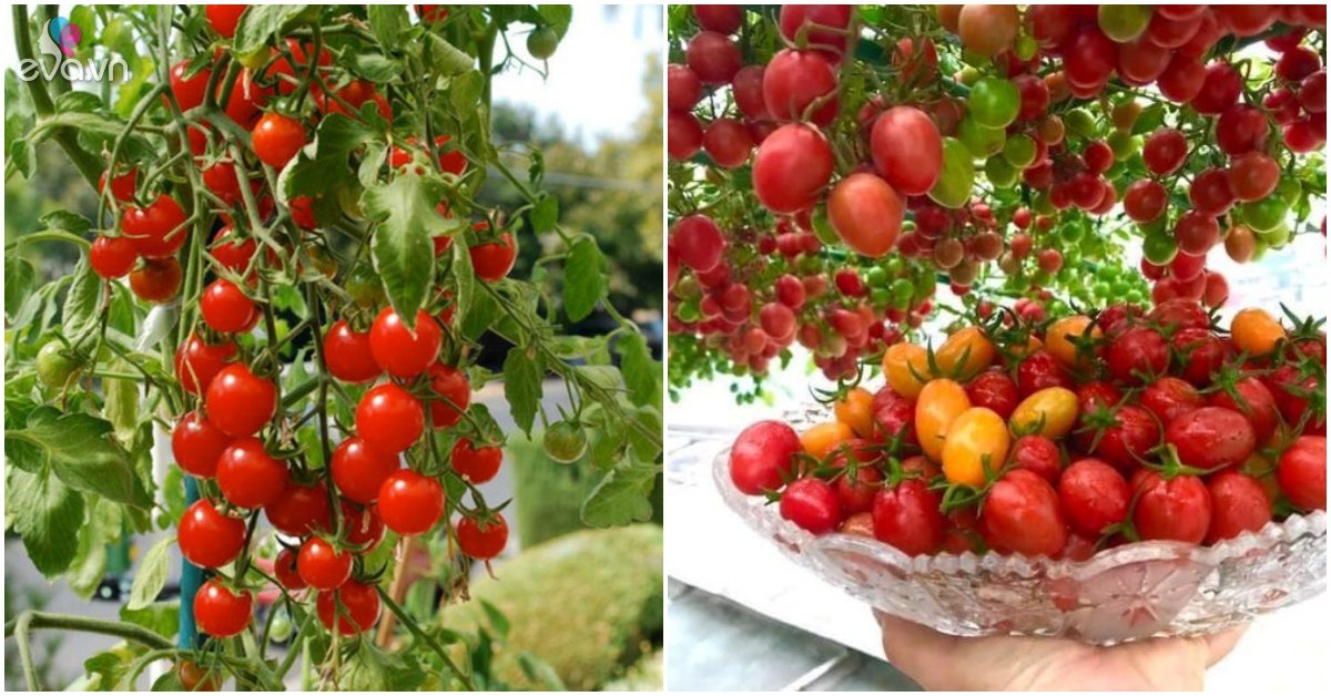 Read more about the article Để trồng cà chua trong chậu không thể thiếu 3 bước, giúp ra 20 quả trên một cành
