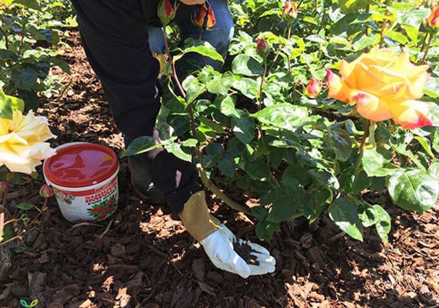 Cách chăm sóc Hoa Hồng cây tốt, không sâu bệnh và ra hoa đẹp - 5