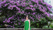 Phát hiện cây bằng lăng đẹp nhất Hà Nội, dân tình ùn ùn tìm đến chụp ảnh