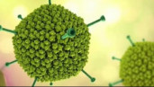 Virus Adeno nghi liên quan bệnh viêm gan 'bí ẩn' đã có gần 70 năm tồn tại