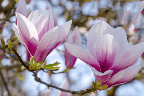Cây Hoa Mộc Lan - Ý Nghĩa Và Cách Trồng Giúp Hoa Nở Đẹp