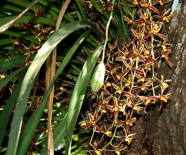 Lan kiếm có những loại nào, cách trồng và chăm sóc ra hoa đẹp - 6