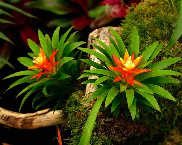 8 loài hoa đẹp giúp thu hút tài lộc cực tốt - 1