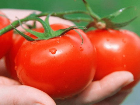 Mẹo hay nhà bếp - Mua cà chua, chọn quả đực hay cái, người trồng mách 4 mẹo đảm bảo quả mọng, nhiều thịt