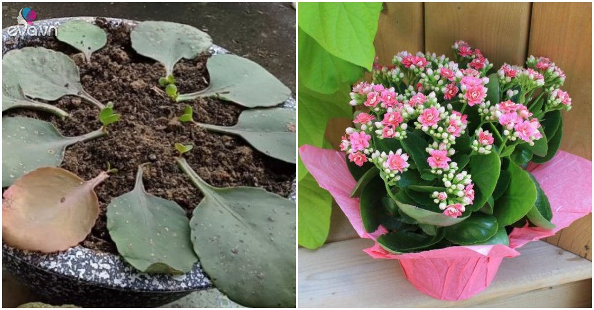 Read more about the article Trời nắng nóng nhớ “4 không làm” để trồng hoa trường sinh sống lâu, mùa thu căng tràn nụ