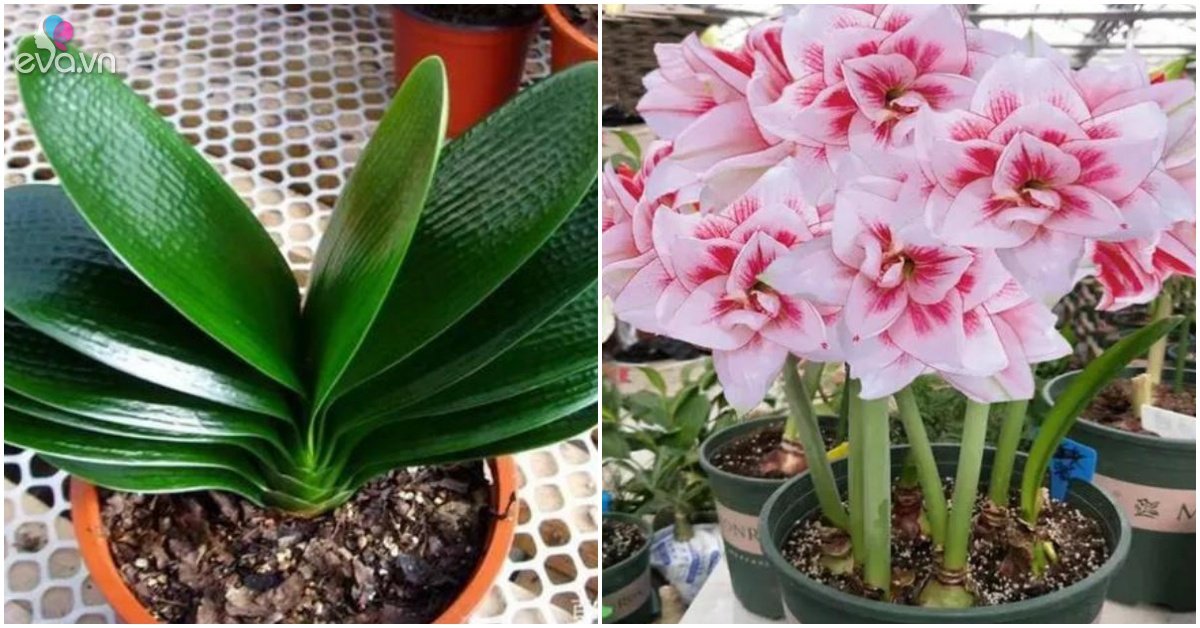 Read more about the article 4 loại hoa thích chen chúc trong một chậu nhỏ, càng ít đất hoa càng nở to