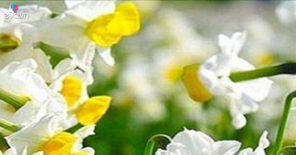 Read more about the article 8 loài hoa đẹp giúp thu hút tài lộc cực tốt