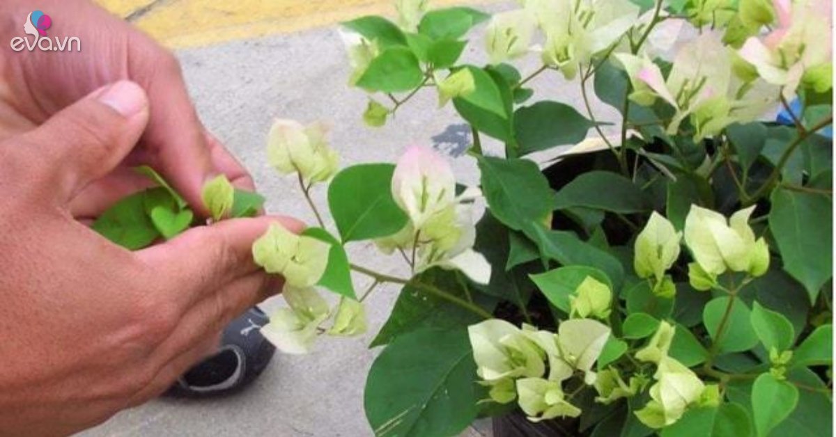 Read more about the article Trồng hoa giấy ở nhà xịt “1 loại nước” này thường xuyên nụ hoa lớn nhanh, hoa nhiều hơn lá