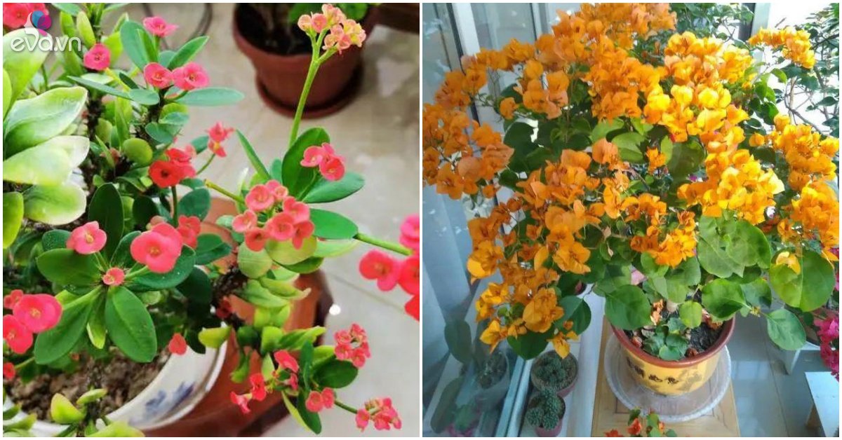 Read more about the article 3 loại hoa là “con” của mặt trời, trồng một chậu ngoài ban công nở rực rỡ