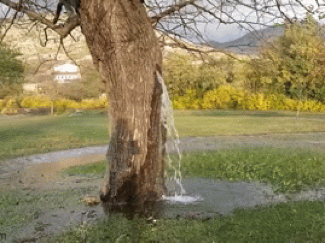 Bí ẩn về cây dâu tằm 100 tuổi có thể tự phun ra nước