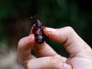 Bất ngờ loại côn trùng sống trong cây cọ được lùng mua với giá nửa triệu đồng/kg