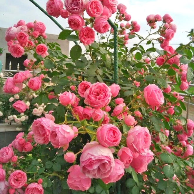 Chậu hoa hồng ngoại lâu không nở, chỉ cần 4 thao tác nhỏ này có thể thu hoạch cả vườn - 1