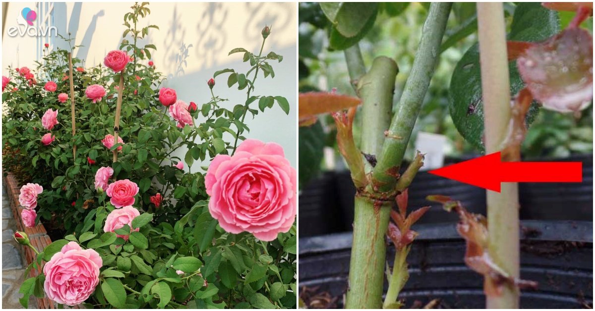 Read more about the article Chậu hoa hồng ngoại lâu không nở, chỉ cần 4 thao tác nhỏ này có thể thu hoạch cả vườn