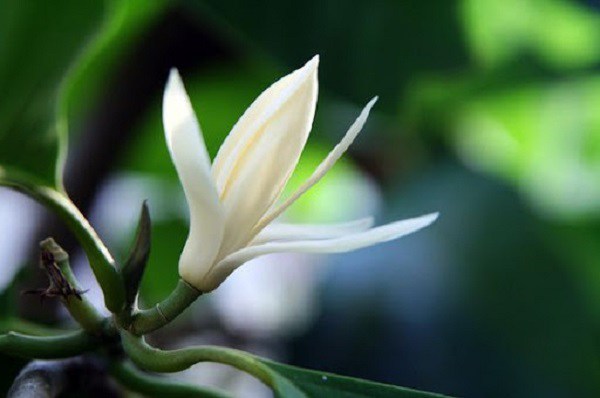 Hoa ngọc lan: Ý nghĩa, đặc điểm và cách trồng Hoa Ngọc Lan: Ý Nghĩa, Đặc Điểm Và Cách Trồng