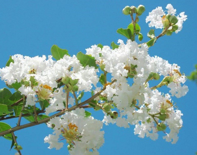 Hoa Tường Vi là một loài hoa rất đẹp và phổ biến ở Việt Nam. Với màu trắng tinh khôi và hương thơm dịu nhẹ, hoa Tường Vi đã trở thành một biểu tượng của tình yêu và sự tinh khiết. Nếu bạn yêu thích hoa, hãy xem hình ảnh của hoa Tường Vi để hiểu hơn về sức hấp dẫn của loài hoa này.