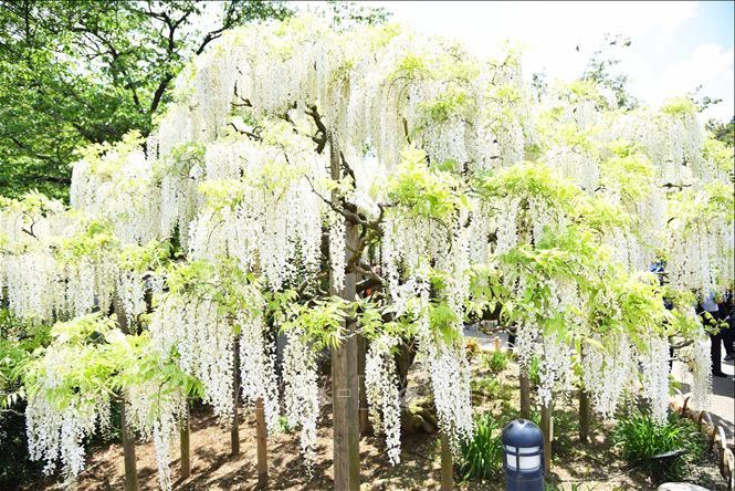 Ý nghĩa hoa tử đằng, cách trồng và chăm sóc giúp nhanh ra hoa đẹp Ý Nghĩa Hoa Tử Đằng, Cách Trồng Và Chăm Sóc Giúp Nhanh Ra Hoa Đẹp