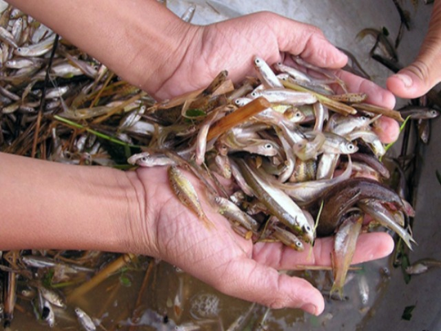 Loại cá xưa dành cho người nghèo, giờ thành đặc sản nổi tiếng muốn ăn không phải dễ, 400.000 đồng/kg