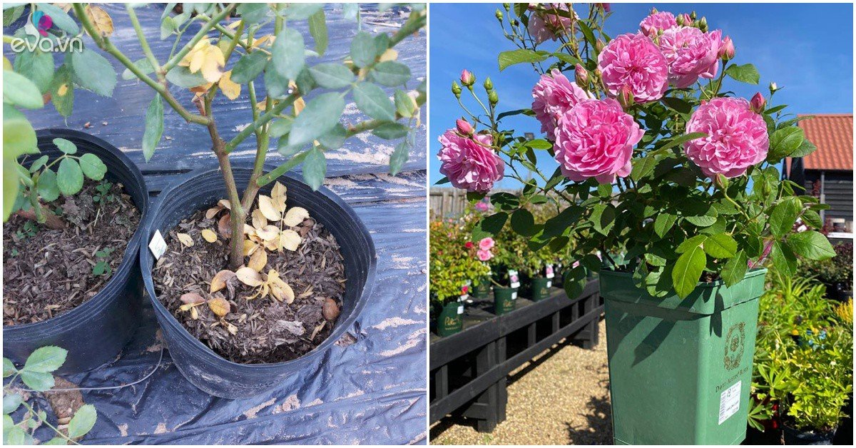 Read more about the article Hoa hồng mùa hè không nở cứ tưới chút nước mía, nụ bật tua tủa, hoa to bằng cái bát