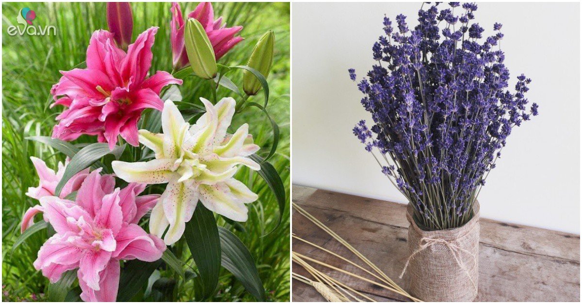 Read more about the article 4 loại hoa “xui xẻo”, đẹp đến đâu cũng không nên trưng trong nhà kẻo ảnh hưởng đến sức khỏe